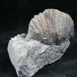 Platystrophia Brachiopod Fossils From Kentucky #6619-1